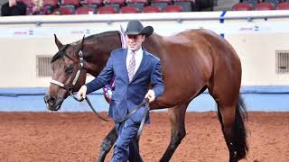 2018 AQHA Amateur Showmanship [upl. by Fifi]