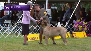 Bullmastiffs  Breed Judging 2022 [upl. by French]