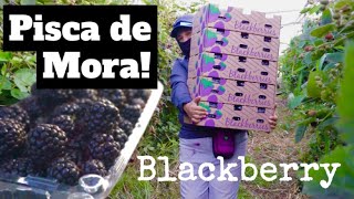 Pisca de Mora Blackberry  Campesinos de America [upl. by Cynde]