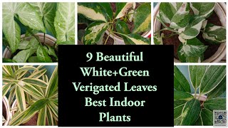 9 Beautiful amp Best WhiteGreen Combination Verigated Leaves Plants Best Indoor Verigated 💚🤍 Plants [upl. by Kenny357]