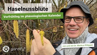 Haselnussblüte Vorfrühling im phänologischen Kalender Klimawandel Frühlingsblüher  gardify Tipps [upl. by Bronny]