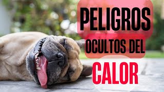 Golpes de Calor en Perros Síntomas y Prevención [upl. by Anewor]