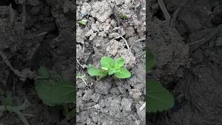 Lantana Successful Propagation 🌱💕✨ lantana ytshorts [upl. by Igiul754]