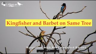 King fisher amp Barbet White throated King Fisher and Brown Headed Barbet on same Tree  2022 [upl. by Yv]