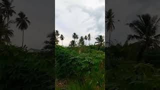 Farm view 😍😍😍 shortsvideo nature beatifulview farmview [upl. by Enaamuj703]