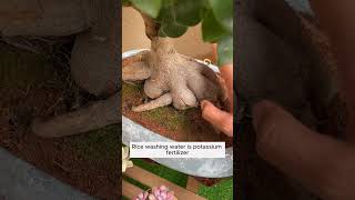 Things that make good fertilizer for plants garden gardening plants [upl. by Ahsias]