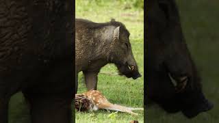 🐗Los mejores perros cazando Jabalíes cerdos salvajes 🐗 [upl. by Mariya]