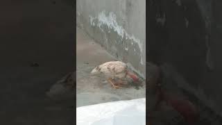 Mudgaskar hen wow [upl. by Jehiel]