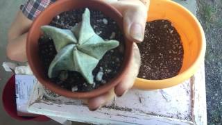 Bishops Hat Cacti And Mealy Bugs [upl. by Gridley]