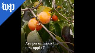 Are persimmons the new apples [upl. by Amadeo445]