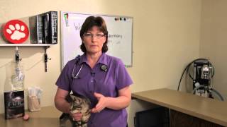 Hookworm in Cats  Cat Health [upl. by Boleslaw]