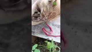 Funny Cat Moments Warning – Dogs and Cats clash in a dramatic confrontation you cant miss shorts [upl. by Gonyea]