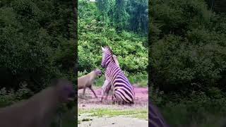 Zebra vs hyena closeup of wild animals animal fighting power competition [upl. by Henriha59]