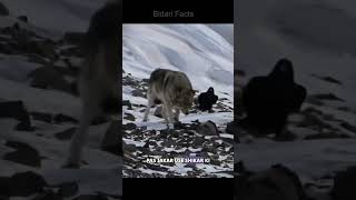 Want to See an UNBELIEVABLE Friendship Watch This RAVEN and WOLF Duo [upl. by Selbbep]