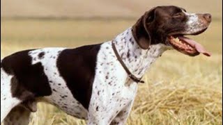 English pointer dog barking barking dog puppy viral englishpointer [upl. by Gomar571]