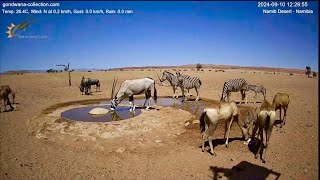 Newborn zebra arrives with herd at Namib desert waterhole [upl. by Wons]