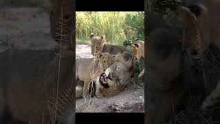 Littler Cubs are Playing with Dad lioncubs lionfunny [upl. by Bena86]