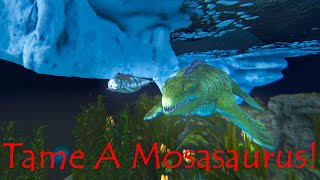 Ark Survival Ascended Easiest Way To Trap And Tame A Mosasaurus [upl. by Noval]