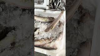 cosa cerchi in un ristorante di pesce Io cerco la diversità il pesce non allevato e tu [upl. by Abie]