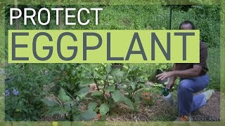 How to Protect Eggplant [upl. by Smail870]