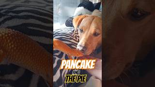 Pancake and The Pie 300 Sub Special Pinky and The Brain Parody funny pinkyandthebrain animals [upl. by Humble]