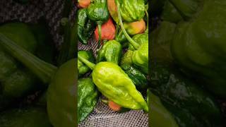 Plucking king chilliesorganicgardenuttarakhandnatureloverswithshortvideos [upl. by Shuping]