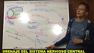 Drenaje venoso de Sistema Nervioso Central [upl. by Nathan963]