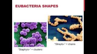 Classifications of eubacteria [upl. by Oryaj]