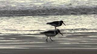 Oystercatchers [upl. by Fiester]