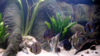 Wild Heckel Symphysodon Discus amp Pterophyllum Altum [upl. by Shaikh576]