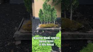 shorts bonsai plants gardening The main garden gate and Hinoki cypress bonsai forest [upl. by Ayotnahs600]