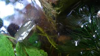 Lincolnshire Chalk Stream  Pond Snail  Lymnaeidae [upl. by Fax]