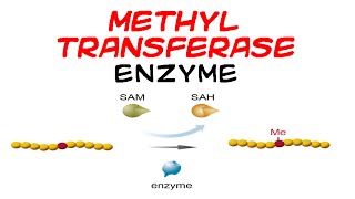 Methyltransferase enzyme [upl. by Erimahs]