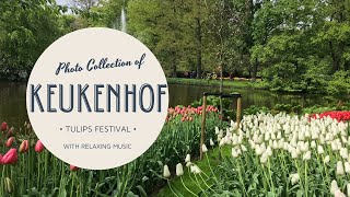 Keukenhof Gardens  Photo Collection with relaxing music [upl. by Elizabeth462]