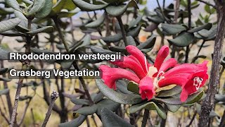 Rhododendron versteegii  Grasberg Vegetation [upl. by Ecaroh]