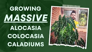 Colocasias Caladiums amp Alocasias Ultimate Indoor Growth Guide 👩‍🏫  My Top Secrets 🗝️🌿 [upl. by Body]