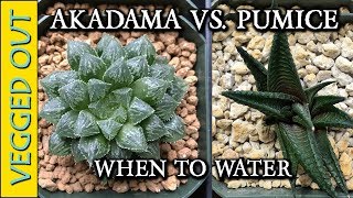 SUCCULENT SOIL  AKADAMA VS PUMICE  WATERING  SOILESS GROWING MEDIUM [upl. by Leuqram]