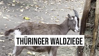 22102024 Berlin Thüringer WaldZiege aus Deutschland im Tierpark [upl. by Iat]