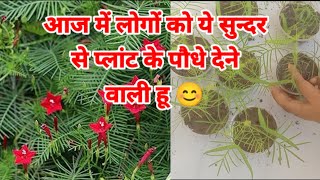 How to grow ganesh vel and care beautiful terrace garden [upl. by Beckerman]