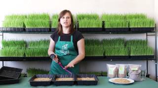 Tutorial en español de Cultivo Hierba de Trigo ó Wheatgrass para obtener clorofila pura [upl. by Merrielle]