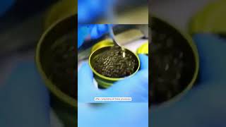 Why Caviar is So Expensive The Process of Harvesting Sturgeon Eggs shorts [upl. by Laurent]