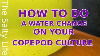 COPEPOD CULTURE WATER CHANGE  A STEP BY STEP GUIDE [upl. by Aila378]