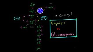 Glycolysis vs Gluconeogensis Regulation Enzymes PFK1  PFK2 F16 BPase Biochemistry MCAT [upl. by Lawry]