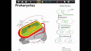 Prokaryotic Cells 1 [upl. by Aeduj]