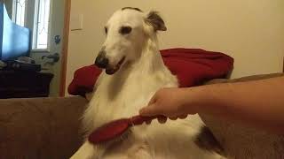 Happy Silken Windhound Gets Brushed [upl. by Irwinn]