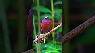 Chestnut bellied ChatTyrant from Ecuador birds wildbirdphotography ecuador birdslover nature [upl. by Egarton529]