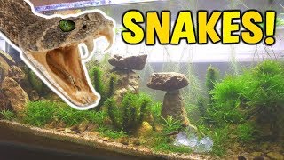 Adding quotRATTLESNAKESquot To DESERT AQUARIUM [upl. by Philomena195]