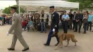 Un chien décoré à Angoulême [upl. by Irolam]