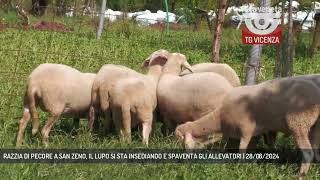 RAZZIA DI PECORE A SAN ZENO IL LUPO SI STA INSEDIANDO E SPAVENTA GLI ALLEVATORI  28082024 [upl. by Jobie]