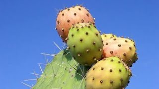 Discover the Amazing Benefits of Cactus Fruit Natures Superfood [upl. by Kolk]